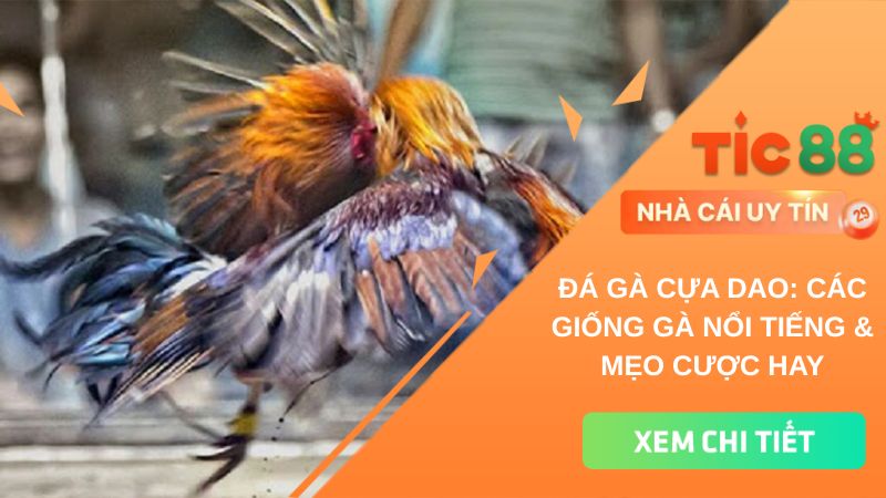 Đá gà cựa dao: Các giống gà nổi tiếng & mẹo cược hay
