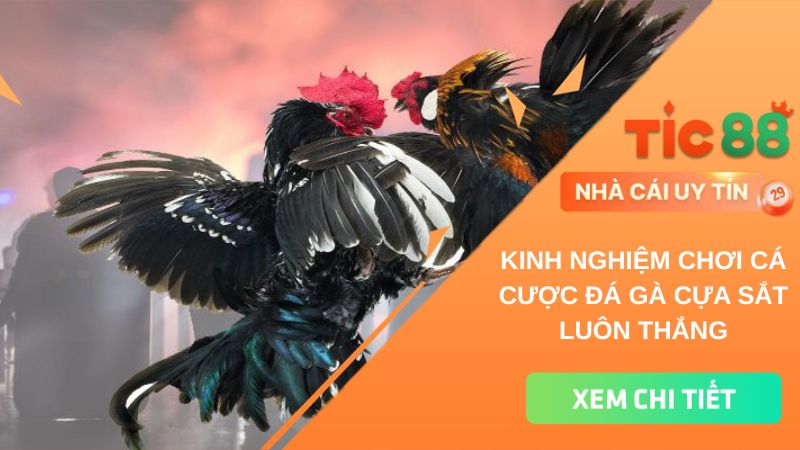 Kinh nghiệm cá cược đá gà cựa sắt luôn thắng tại TIC88